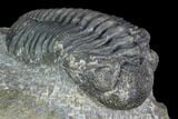 Pedinopariops Trilobite - Mrakib, Morocco #126317-3